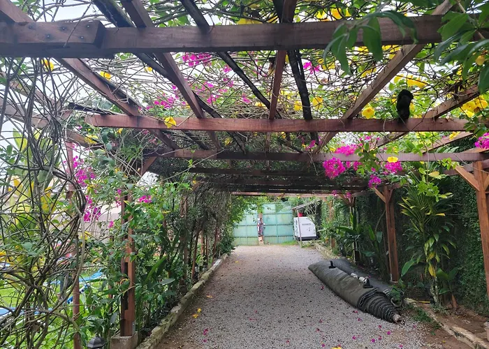Bougainvilla